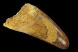 Large, Cretaceous Fossil Crocodile Tooth - Morocco #159136-1
